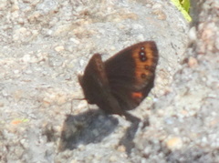 Erebia triarius