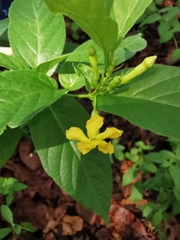 Mandevilla foliosa