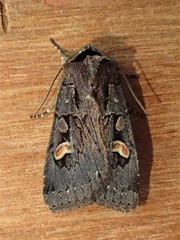 Adelphagrotis indeterminata