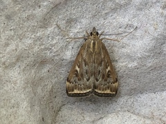 Loxostege munroealis