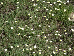 Ranunculus pyrenaeus