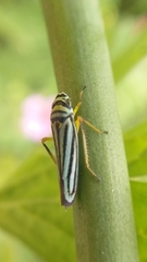 Graphocephala flavovittata