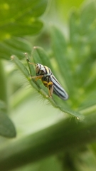Graphocephala flavovittata