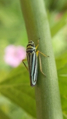 Graphocephala flavovittata