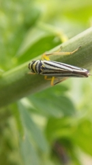 Graphocephala flavovittata