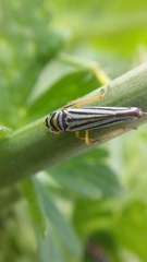 Graphocephala flavovittata