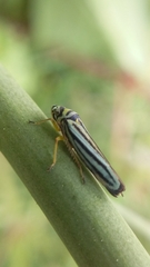 Graphocephala flavovittata