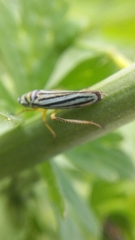 Graphocephala flavovittata