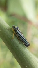 Graphocephala flavovittata