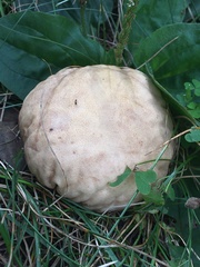 Calvatia rubroflava