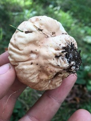 Calvatia rubroflava