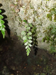 Asplenium cimmeriorum