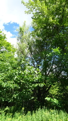 Salix babylonica tortuosa