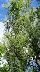 Salix babylonica tortuosa