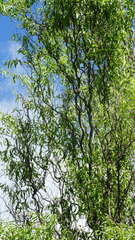 Salix babylonica tortuosa