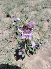 Penstemon jamesii