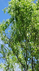 Salix babylonica tortuosa