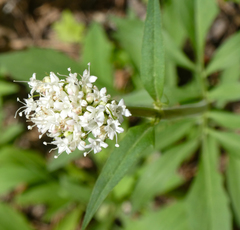 Valeriana californica