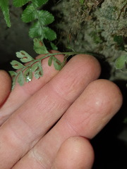 Asplenium cimmeriorum