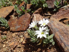 Cerastium pyrenaicum