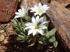 Cerastium pyrenaicum