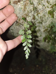 Asplenium cimmeriorum