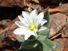 Cerastium pyrenaicum
