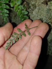 Asplenium cimmeriorum