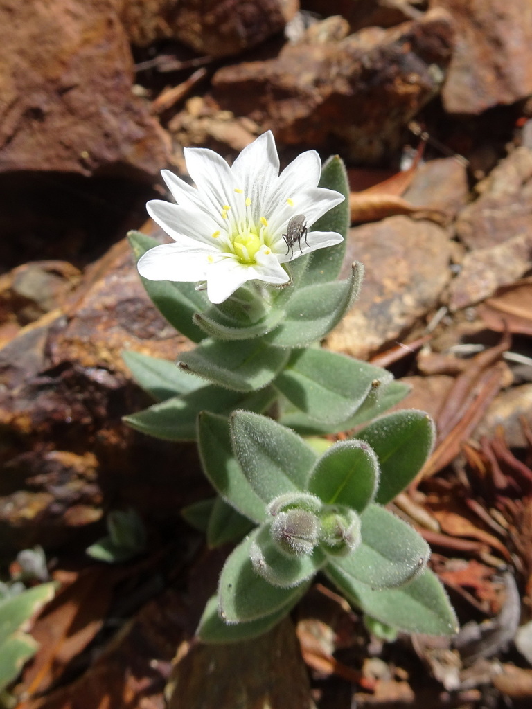 Cerastium pyrenaicum