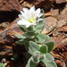 Cerastium pyrenaicum - Photo (c) Thomas Koffel, algunos derechos reservados (CC BY), subido por Thomas Koffel