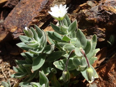 Cerastium pyrenaicum