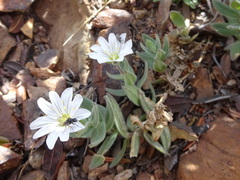 Cerastium pyrenaicum