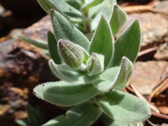 Cerastium pyrenaicum