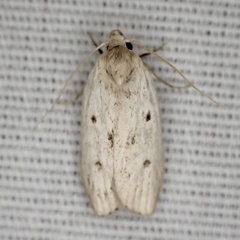 Pseuderotis obiterella