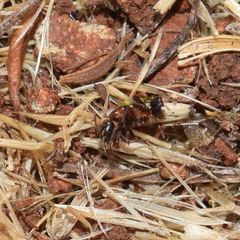 Camponotus hyatti