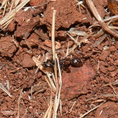 Camponotus hyatti