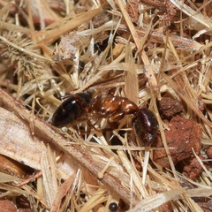 Camponotus hyatti