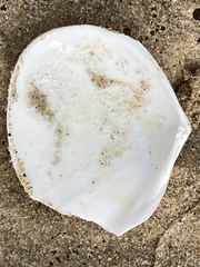 Rexithaerus secta