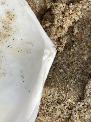 Rexithaerus secta
