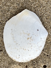 Rexithaerus secta