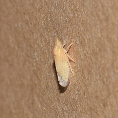 Xerophloea peltata