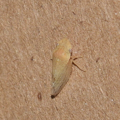 Xerophloea peltata
