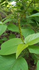 Acalypha cincta