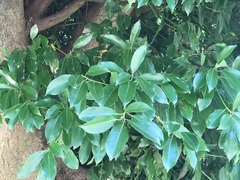 Machilus thunbergii