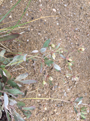 Eriogonum jamesii