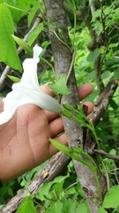 Ipomoea scopulorum