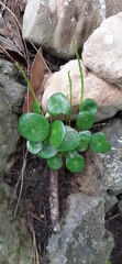 Peperomia occulta