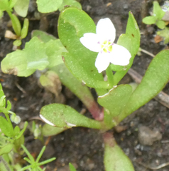 Montia chamissoi