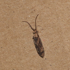 Prolixocupes lobiceps