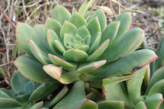 Aeonium haworthii
